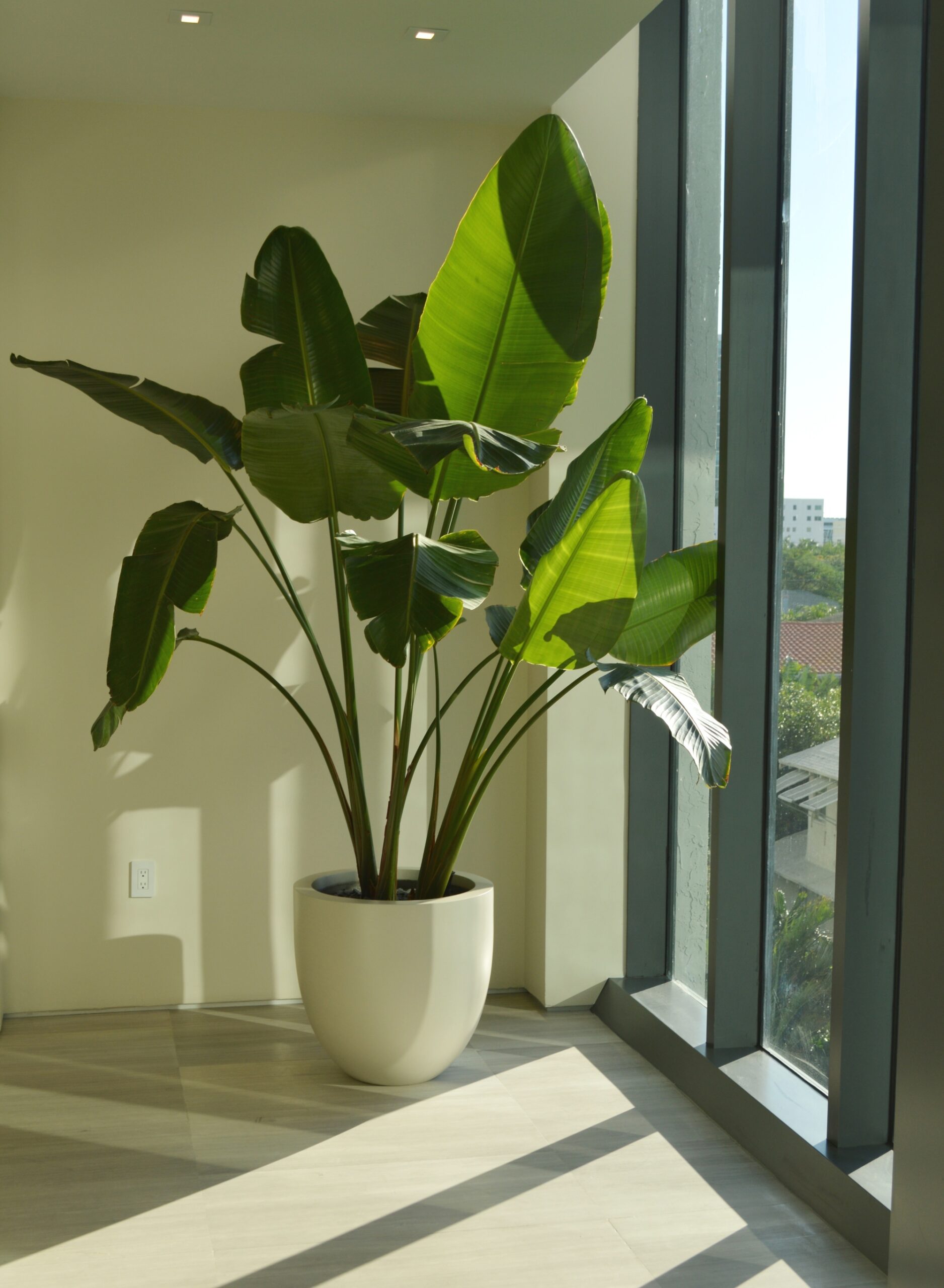 A bird of paradise in a tapered round planter